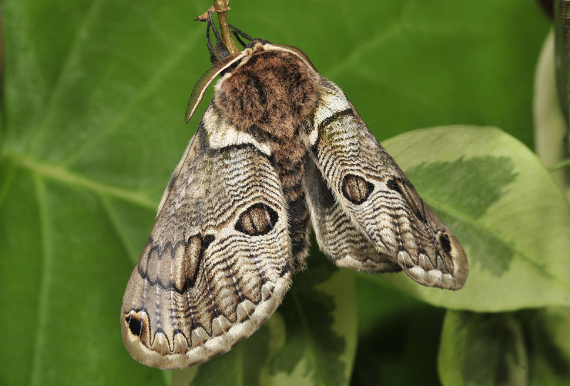 Che sorpresa...Brahmaea (Acanthobrahmaea) europaea